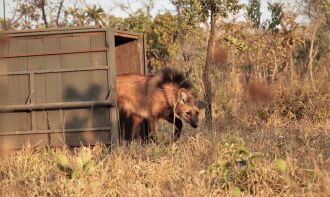 A espécie sofre com a degradação do meio ambiente (Foto: Ibama)