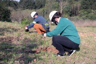 Colaboradores participam do plantio de árvores (Foto: Divulgação BSBIOS)