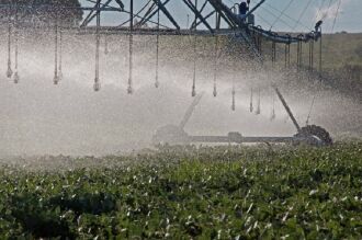 Irrigação é importante instrumento para manter a produção em períodos de pouca chuva - (Foto: Fernando Dias/Divulgação)