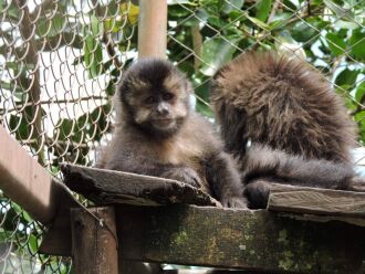 Área é destinada à manutenção e pesquisa da vida silvestre ameaçada em Passo Fundo (Foto: Divulgação/Primaves)