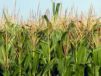 Outro fator que contribui para o recorde é o aumento na área plantada (Foto: Divulgação)