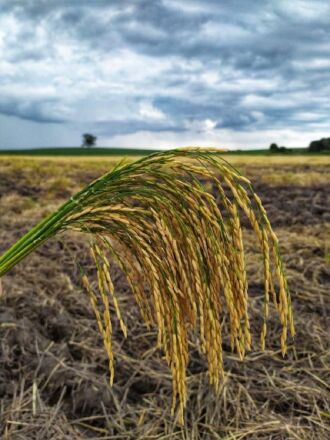 Uso de sementes certificadas é um dos fatores mais importantes para se obter uma alta produtividade nas lavouras orizícolas (Foto: Giovane Neu/Irga)