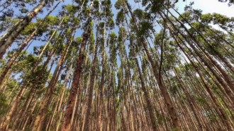 Um dos temas abordados foi a modernização e o aperfeiçoamento do cadastro dos plantios florestais (Foto: Divulgação)