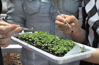 Profissionais da biologia e agronomia estão inovando na produção de hortaliças (Fotos: Jéssica França)