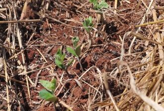 Lavouras estão favorecidas pela presença de chuvas esparsas que recompuseram a umidade dos solos (Foto: Divulgação/Emater)