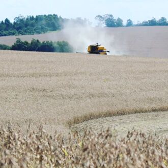 Área colhida chega a 99% do que foi plantado (Foto: Divulgação/Emater)