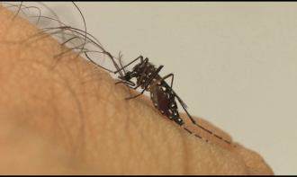 A população pode denunciar espaços suspeitos de foco de Aedes aegypti (Foto: Divulgação/Fiocruz)