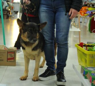 Desde que o Programa É o Bicho teve início, foram castrados 5.675 animais (Foto: Arquivo/Divulgação)