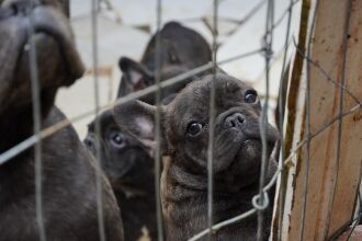 Resgate gerou interesse da população pela adoção dos animais (Foto: Michel Sanderi/Divulgação PMPF)