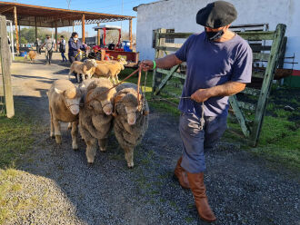 A exposição de animais é um dos atrativos da Feira (Fotos: Itamar Aguiar/ Palácio Piratini)