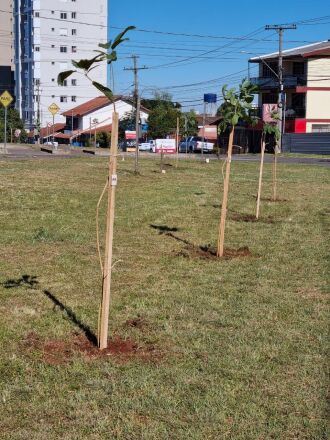 Em abril deste ano foram plantadas 200 mudas (Foto: Divulgação)