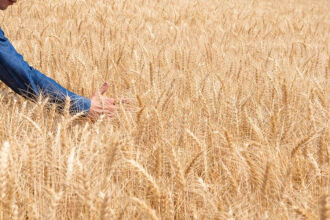 As culturas de inverno diversificam a fonte de renda, além de promover melhoras significativas no sistema de produção como um todo (Foto: Divulgação Biotrigo/Ricardo Maia)