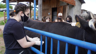 Entre as atividades propostas pelo Vet Experience está o contato com animais de pequeno e grande porte (Foto: Divulgação/IMED)