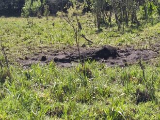 Foram encontrados 12 animais mortos em meio ao banhado (Foto: Divulgação/3º BABM)