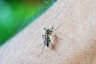 A melhor forma de prevenção é combatendo os criadouros de mosquitos que são os locais de acúmulo de água parada (Foto - Mohamed Nuzrath/Pixabay)