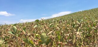 A colheita de cultivares mais precoces apresentam resultados muito aquém dos esperados (Foto: Divulgação/Emater)