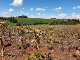 Impacto da estiagem condicionou uma das piores safras de verão em uma década. (Foto: Isabel Gewehr)