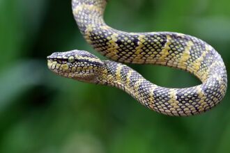  Os acidentes mais comuns no estado envolvem água-viva, caravela, aranhas, escorpião-preto, lagarta e serpentes. (Foto: Freepik)