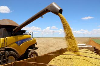 Cultivares plantadas tardiamente apresentam uma produtividade maior. (Foto: Divulgação)