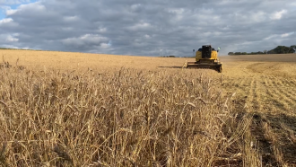 Propriedade da família Dellanora, no interior de Sertão, foi a primeira a colher trigo no Brasil na safra 2022. (Foto: Divulgação/Estratégia Agrocomunicação)