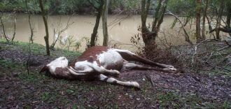 Animais não vinham sendo alimentado na propriedade- FOTO DIVULGAÇÃO/ Batalhão Ambiental