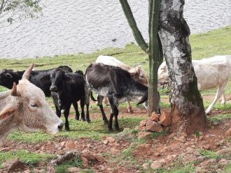 Denúncia anônima levou os policiais até a propriedade em Gaurama - FOTO BATALHÃO AMBIENTAL - DIVULGAÇÂO