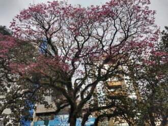 Ipê-rosa na Avenida Brasil: floração em julho. (Foto: LC Schneider/ON)