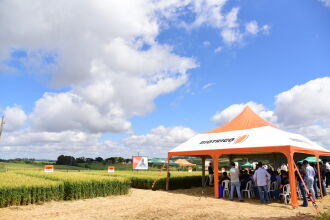 Mais de 300 pessoas estiveram presentes no dia de campo, que apresentou novas tecnologias no trigo e proporcionou uma troca de informações com a assistência técnica. (Foto: Divulgação Biotrigo/Diogo Zanatta)