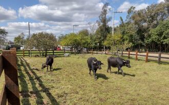  A carne do búfalo  tem 55% menos colesterol, 40% menos calorias e 12 vezes menos gordura, quando comparada à do bovino.