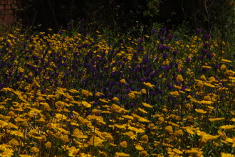 Primavera: flores, amores, chuva e rinite - Foto – LC Schneider-ON