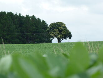 - Estiamativa é colher  3,6 a 3,7 mil quilos por hectare na região 