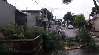 Quedas de árvores ocorreram em diversas regiões da cidade