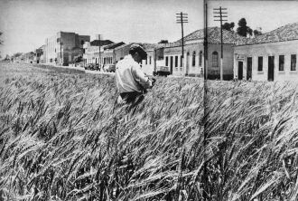 Trigo plantado nos canteiros da Av. Brasil, para mostrar a pujança da cultura no município, durante o ano do Centenário de Passo Fundo, em 1957. Revista Manchete. Acervo da Hemeroteca da Biblioteca Nacion