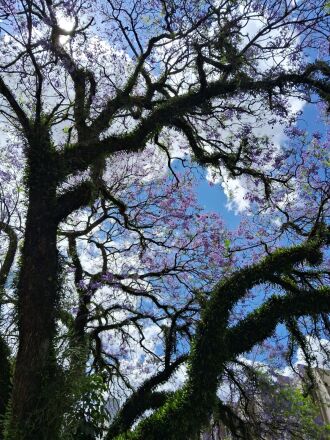  Altos e baixos: primavera sendo primavera -  Foto – Gerson Lopes-ON