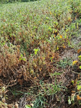 Lavouras de soja dependem de mais chuvas nas próximas semanas para minimizar perdas 