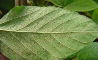 Sintomas se iniciam nas folhas inferiores da planta e são caracterizados por minúsculos pontos (1-2 mm de diâmetro), mais escuros do que o tecido sadio da folha