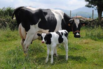 Utilização da inseminação artificial é usada para qualificar os rebanhos de leite, corte e lã