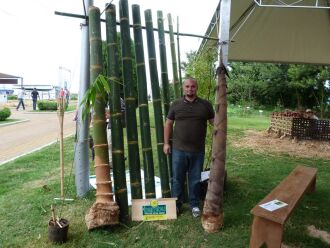 Bambu gigante pode crescer até 30 metros de seis a oito meses