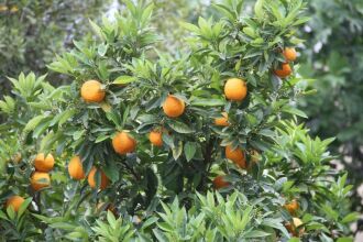 Frutas cítricas terão preços mais elevados neste ano em função da queda na produção em alguns municípios