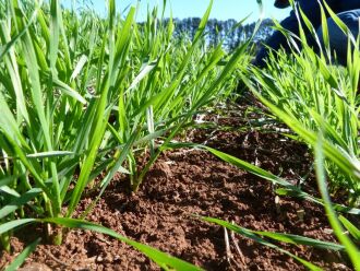 Crescimento da área plantada de trigo deve ser de 10% na região nesta safra