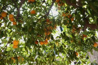 Laranja e bergamota estão em fase de maturação e consequente oferecimento de frutos mais doces