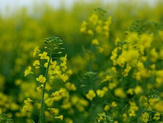 Cerca de 80% da área cultivada com canola está em fase de floração