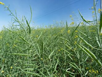 Lavouras começam a diminuir o amarelo intenso e plantas iniciam o enchimento de grãos