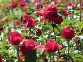 Produtor destaca que produz oito cores de rosas, no entanto, a vermelha é a mais procurada