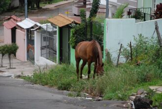 Na tarde desta terça-feira (11), outro cavalo foi flagrado pelo ON na Vila Annes pastando no passeio público sem a presença do proprietário.