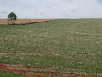 Altas temperaturas e baixa umidade do solo estão prejudicando lavouras de soja plantadas recentemente