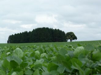 Soja tem o desenvolvimento beneficiado pelo clima e, até o momento, não foram registrados grandes problemas com pragas e doenças