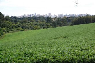 Verde intenso, área foliar bem desenvolvida e com poucos danos são sinais de que o clima tem colaborado para o desenvolvimento da soja na região