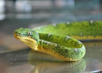 Serpente foi encaminhada ao Grupo de Estudos de Animais Silvestres da UPF onde passará por uma avaliação