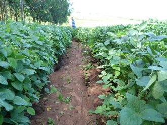 Rastro deixado pela chuva que escorreu em uma lavoura cultivada em área de declive demonstra como a falta de medidas adequadas causa perdas à agricultura regional